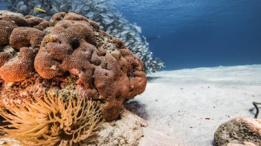 Karayip Denizi 'ndeki mercan resiflerinin turkuaz sularında deniz manzarası..