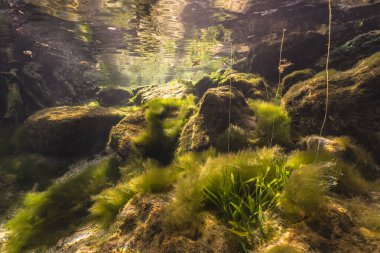 Three Sisters Springs, Crystal River, Florida, ABD 'deki sualtı manzarası