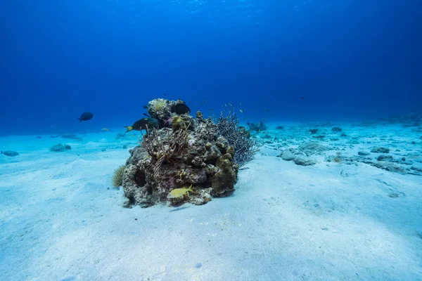 加勒比海珊瑚礁绿松石水中的海景 — 图库照片