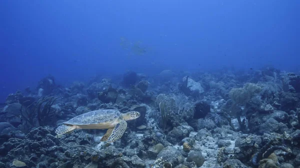 Tartaruga Mar Verde Incrível Águas Rasas Mar Caribe Torno Curaçao — Fotografia de Stock