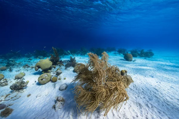 Meereslandschaft Türkisfarbenen Wasser Des Korallenriffs Der Karibik — Stockfoto