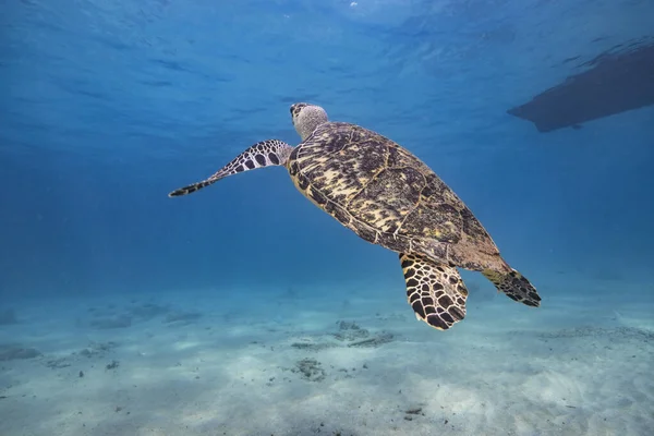 Amazing Green Sea Turtle in shallow water of the Caribbean Sea around Curacao