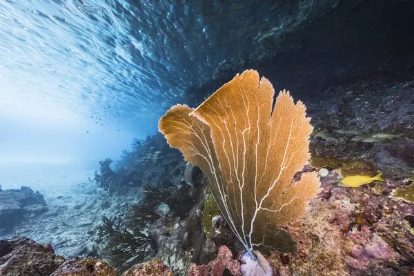 Чудовий Кораловий Риф Карибського Моря — стокове фото