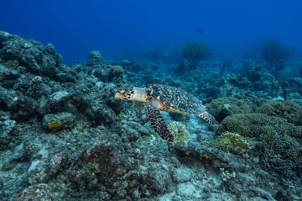 Increíble Tortuga Marina Verde Aguas Poco Profundas Del Mar Caribe —  Fotos de Stock