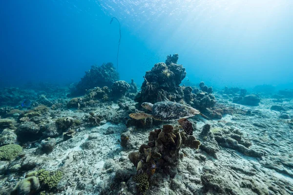 Καταπληκτική Πράσινη Θαλάσσια Χελώνα Ρηχά Νερά Της Καραϊβικής Θάλασσας Γύρω — Φωτογραφία Αρχείου