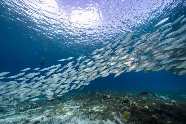 Okul Balığı Karayip Denizi Nin Sığ Sularında Büyük Göz Balığı — Stok fotoğraf