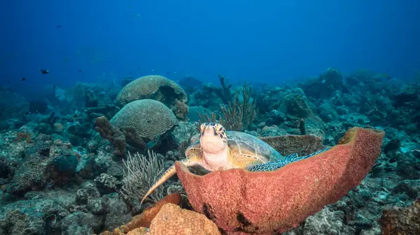 Curacao çevresinde Karayip Denizi 'nin sığ sularında Yeşil Deniz Kaplumbağası