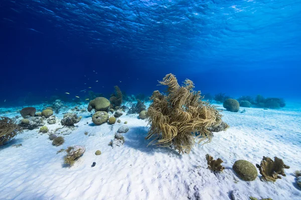 Meereslandschaft Türkisfarbenen Wasser Des Korallenriffs Der Karibik — Stockfoto
