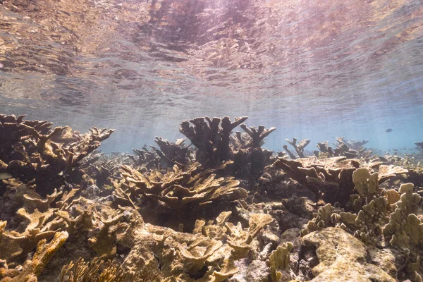 Θαλάσσιο Τοπίο Μεγάλο Elkhorn Coral Στον Κοραλλιογενή Ύφαλο Της Καραϊβικής — Φωτογραφία Αρχείου