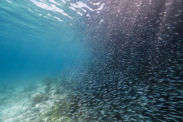 Szkolne Ryby Duże Oko Scad Ryby Płyciznach Morza Karaibskiego — Zdjęcie stockowe