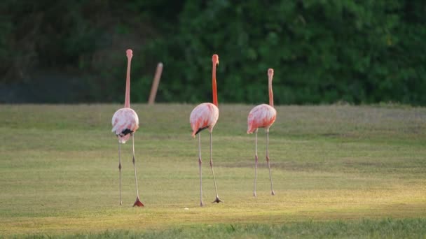 Американские Фламинго Super Slow Motion Bird Wildlife — стоковое видео