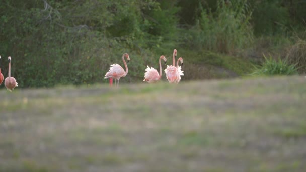 American Flamingos Super Slow Motion Bird Wildlife — Stock Video