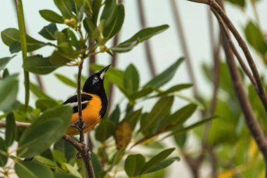 Curacao 'da bir şubede Bananaquit Bird (Coereba flaveola)