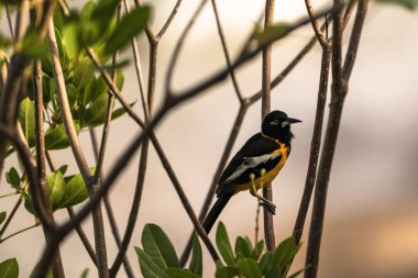 Parktaki bir kuşa yaklaş.