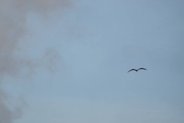 Mavi bir arka planda uçan fregat kuşu