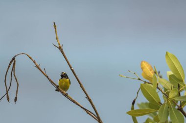 Curacao 'da bir şubede Bananaquit Bird (Coereba flaveola)