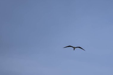 Mavi bir arka planda uçan fregat kuşu