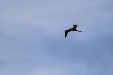 Mavi bir arka planda uçan fregat kuşu