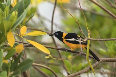 Curacao 'da bir şubede Bananaquit Bird (Coereba flaveola)