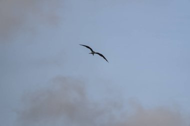 Mavi bir arka planda uçan fregat kuşu