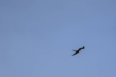 Mavi bir arka planda uçan fregat kuşu