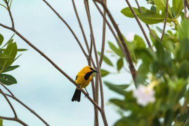 Curacao 'da bir şubede Bananaquit Bird (Coereba flaveola)