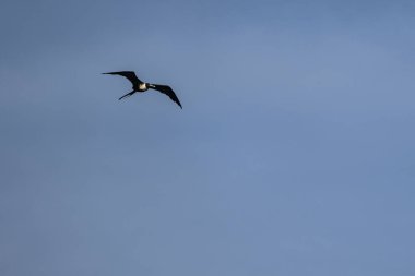 Mavi bir arka planda uçan fregat kuşu