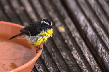 sarı siyah küçük kuş bir yem üzerinde oturuyor. 