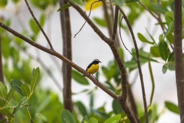 Curacao 'da bir şubede Bananaquit Bird (Coereba flaveola)