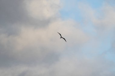 Mavi bir arka planda uçan fregat kuşu