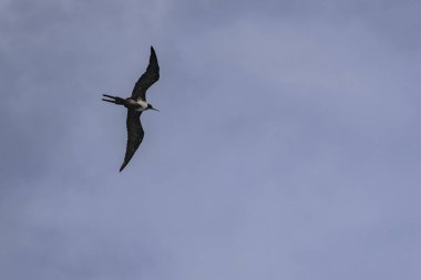 Mavi bir arka planda uçan fregat kuşu