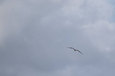 Mavi bir arka planda uçan fregat kuşu