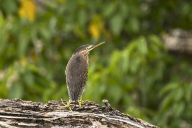 Gri kuş kütüğün üzerinde oturuyor.