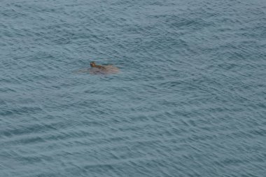 mavi su kaplumbağası 