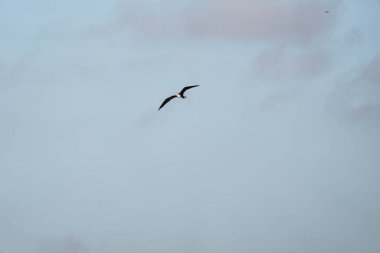 Mavi bir arka planda uçan fregat kuşu