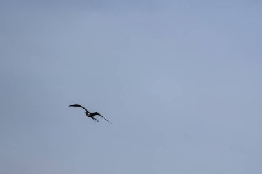 Mavi bir arka planda uçan fregat kuşu