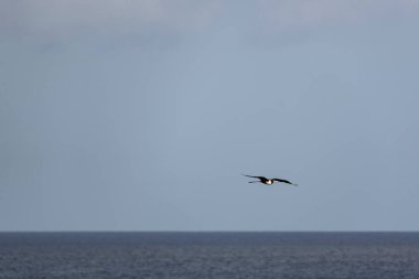 Mavi bir arka planda uçan fregat kuşu