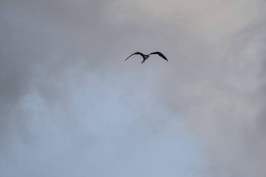 Mavi bir arka planda uçan fregat kuşu