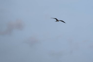 Mavi bir arka planda uçan fregat kuşu