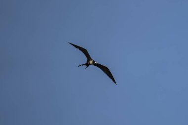 Mavi bir arka planda uçan fregat kuşu