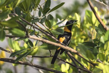 Curacao 'da bir şubede Bananaquit Bird (Coereba flaveola)