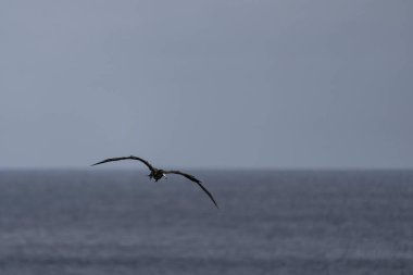 Mavi bir arka planda uçan fregat kuşu
