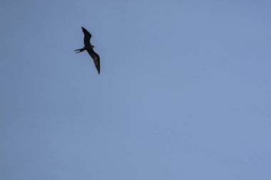 Mavi bir arka planda uçan fregat kuşu