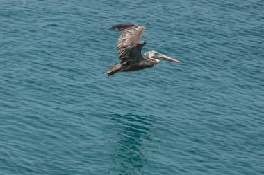 Karayip adası Curacao 'da Pelikan kuşu uçuyor.