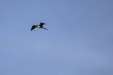 Mavi bir arka planda uçan fregat kuşu