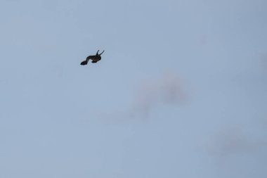 Mavi bir arka planda uçan fregat kuşu