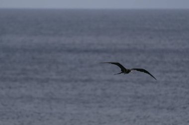 Martı gökyüzünde uçuyor.