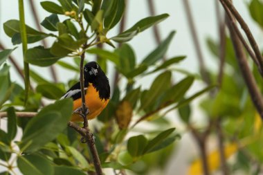 Curacao 'da bir şubede Bananaquit Bird (Coereba flaveola)