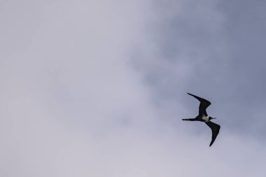 Mavi bir arka planda uçan fregat kuşu