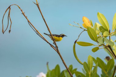 Curacao 'da bir şubede Bananaquit Bird (Coereba flaveola)